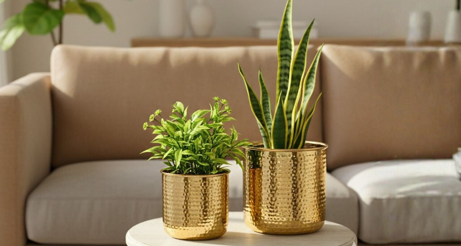 3 Indoor Plants That Do More Than Just Look Pretty
