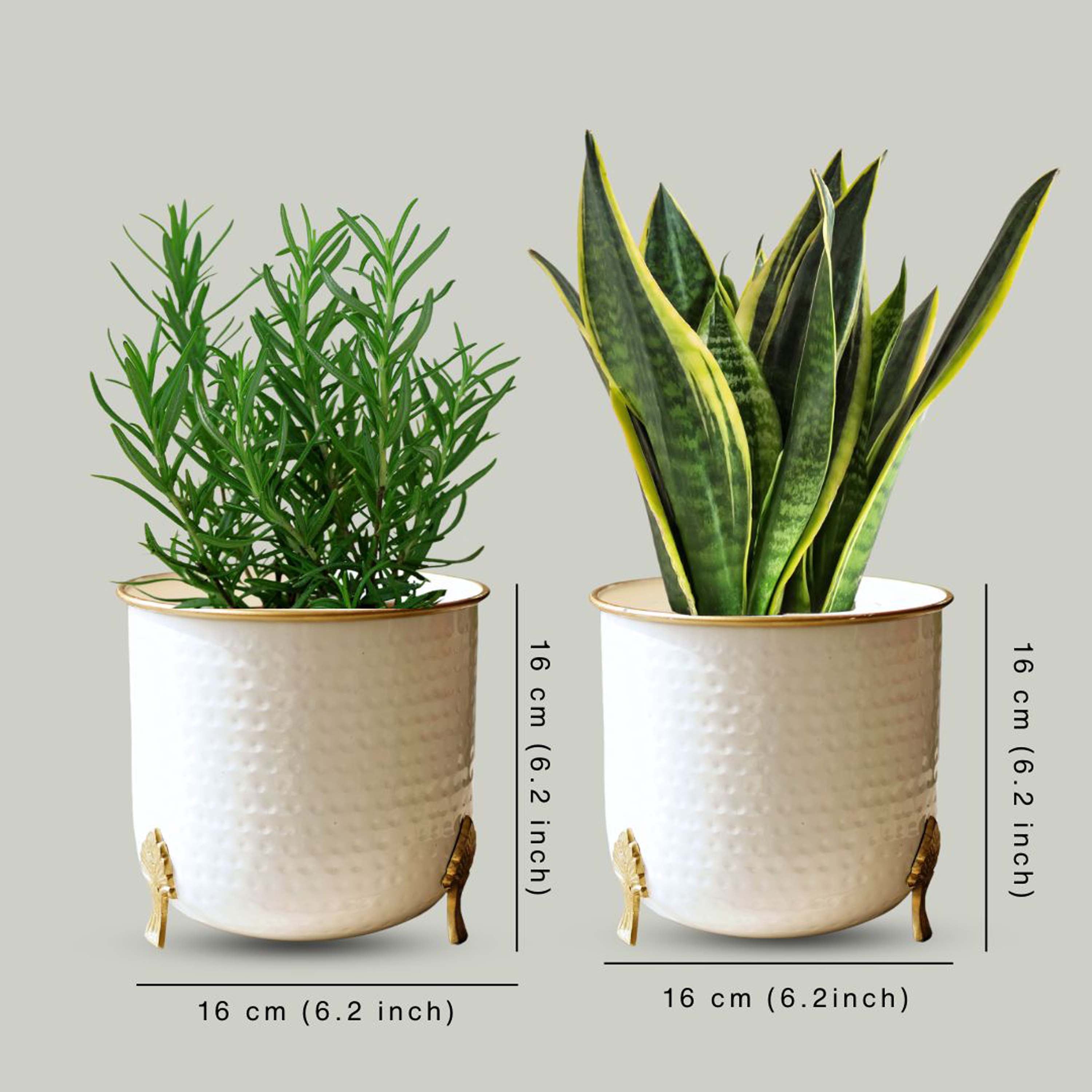 Metal Gold Rim Leaf leg Planter, Set (Pot Only)