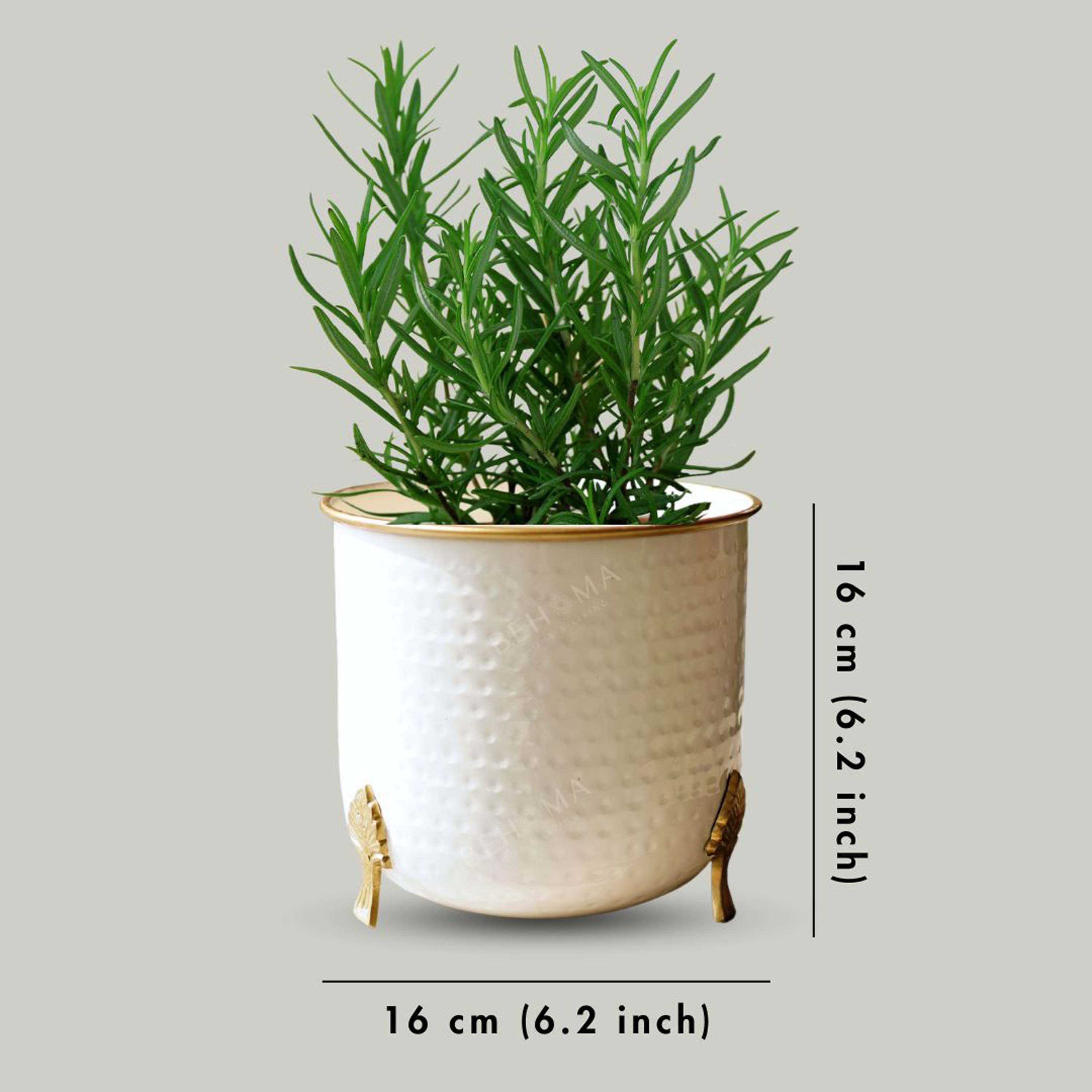 Gold Rim Leaf leg Metal Planter (Pot Only)