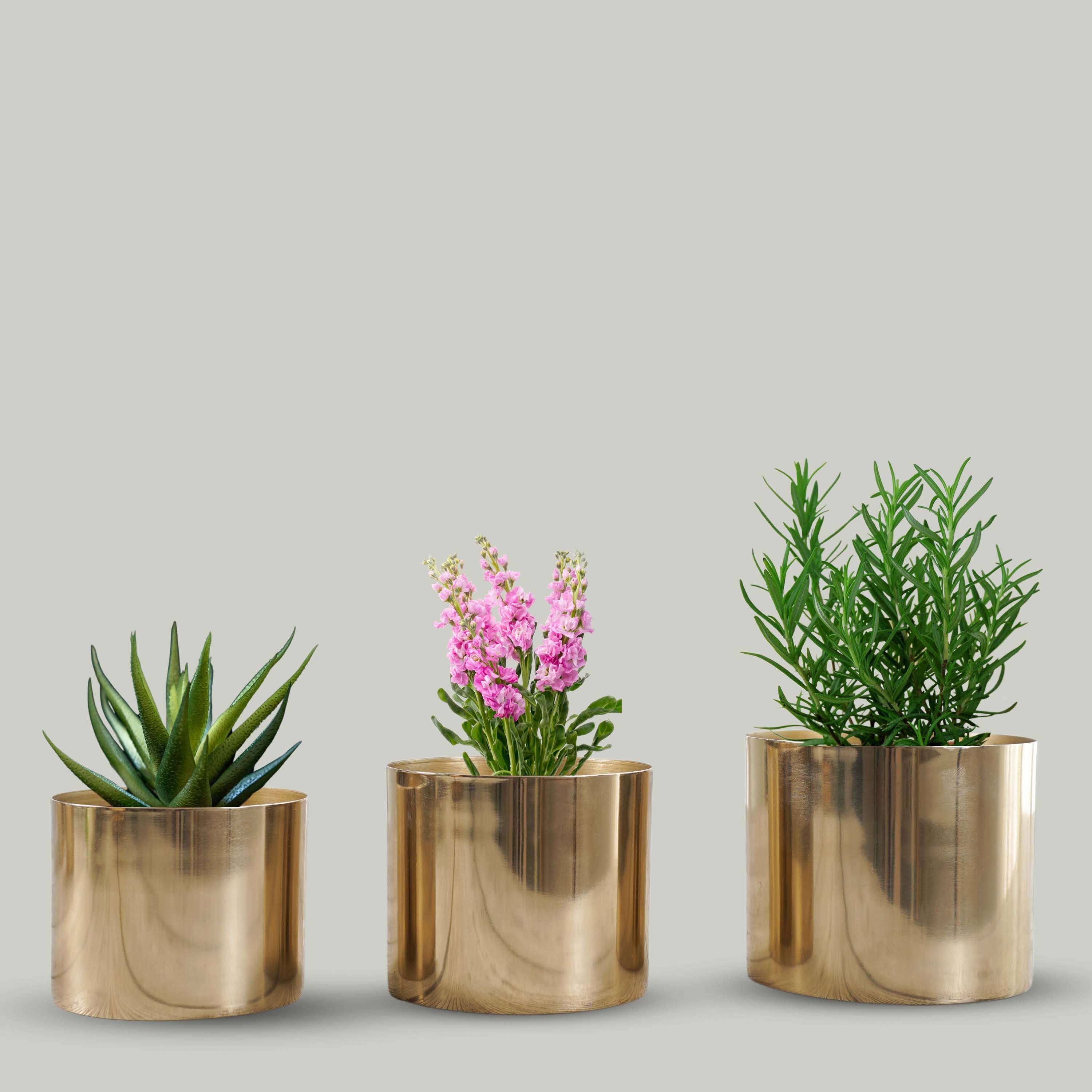 Mini Table-top Metal Planter, Set (Pot Only)