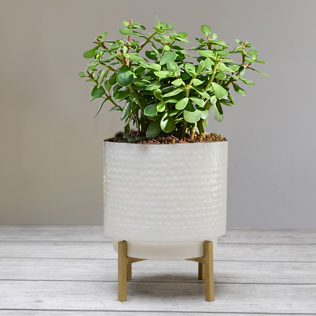 Hammered Indoor Planter, Small