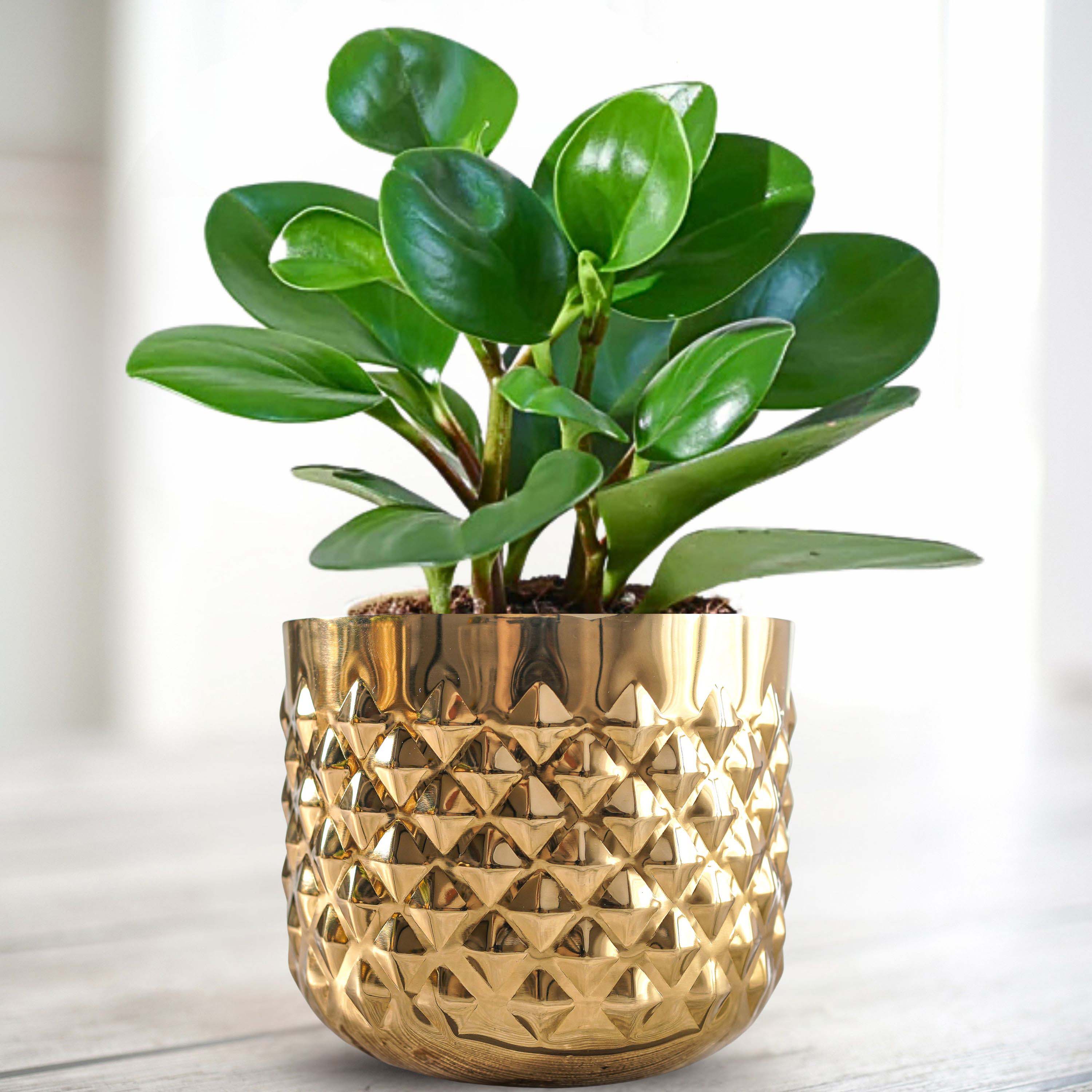 Pineapple Metal Planter, Gold - Behoma | Birthday Gift