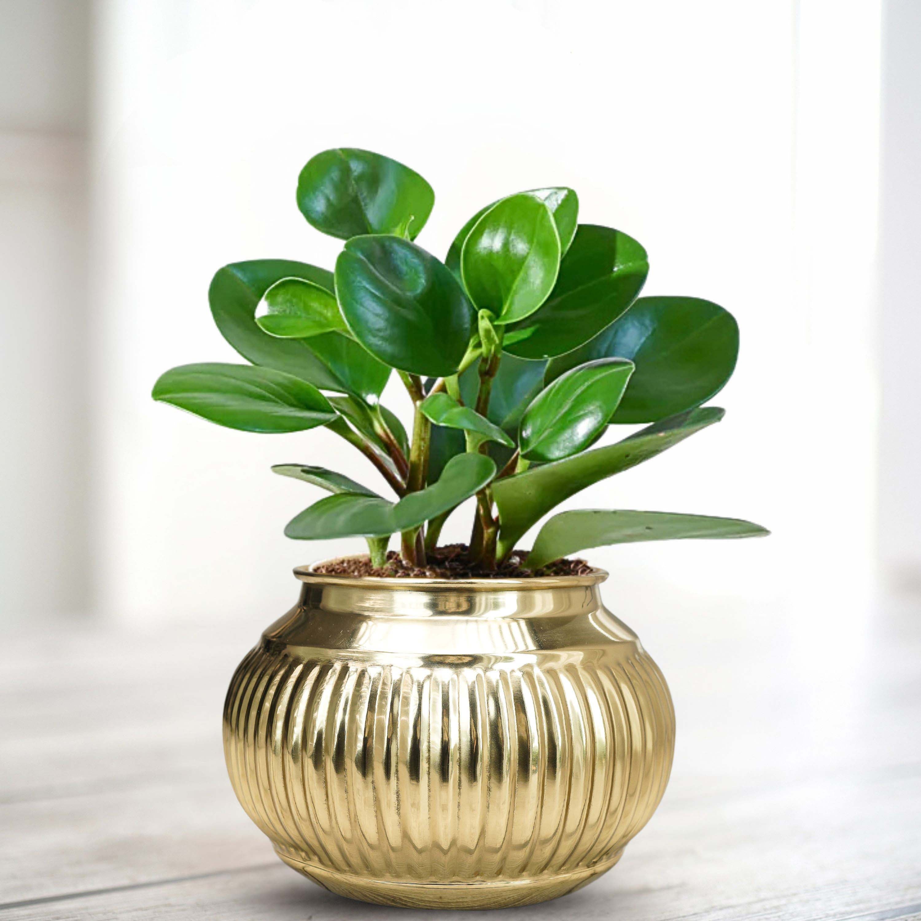 Gold metal indoor planter flower pot Behoma
