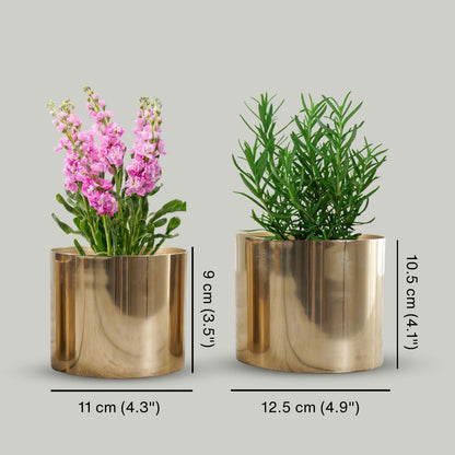 Mini Table-top Metal Planter, Set (Pot Only)