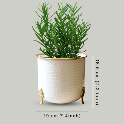 Gold Rim Leaf leg Metal Planter, Large (Pot Only)