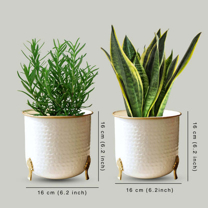 Metal Gold Rim Leaf leg Planter, Set (Pot Only)