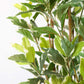 Ficus Harmony, Artificial Plant