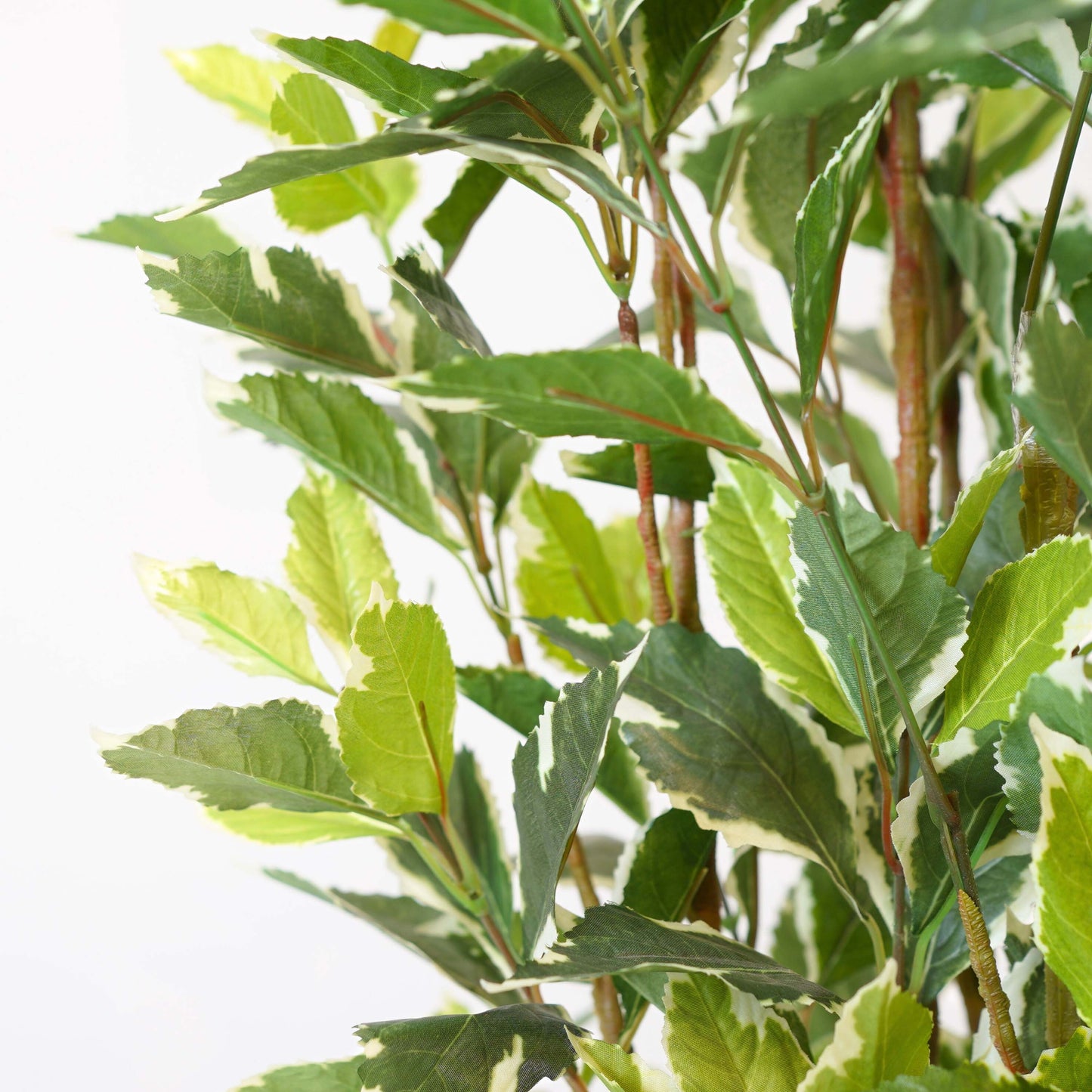 Ficus Harmony, Artificial Plant