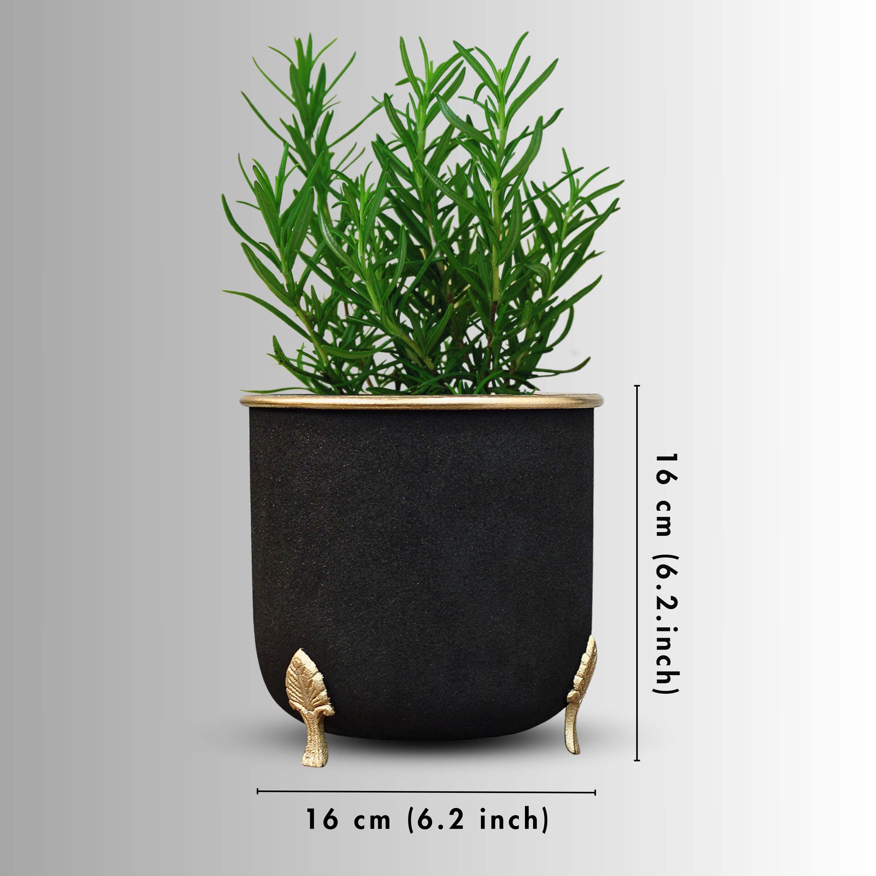 Leaf leg Metal Planter, Black (Pot Only)