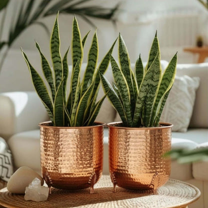 Leaf Leg Planter Set, Copper (Pot Only)