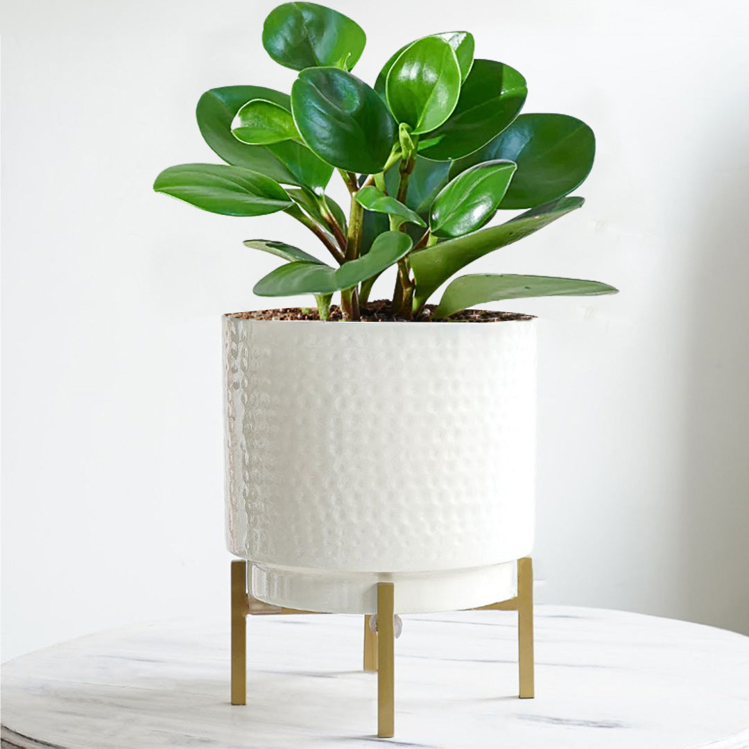 Hammered Indoor Planter, Large 