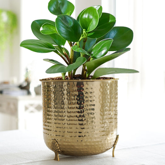 Leaf leg Metal Planter, Large - Behoma