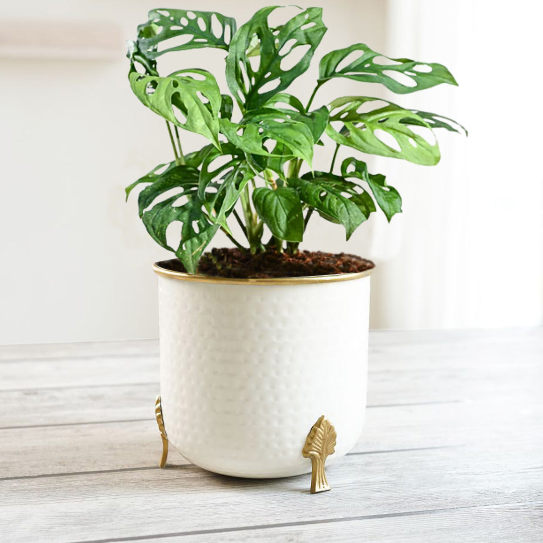Gold Rim Leaf leg Metal Planter, Large