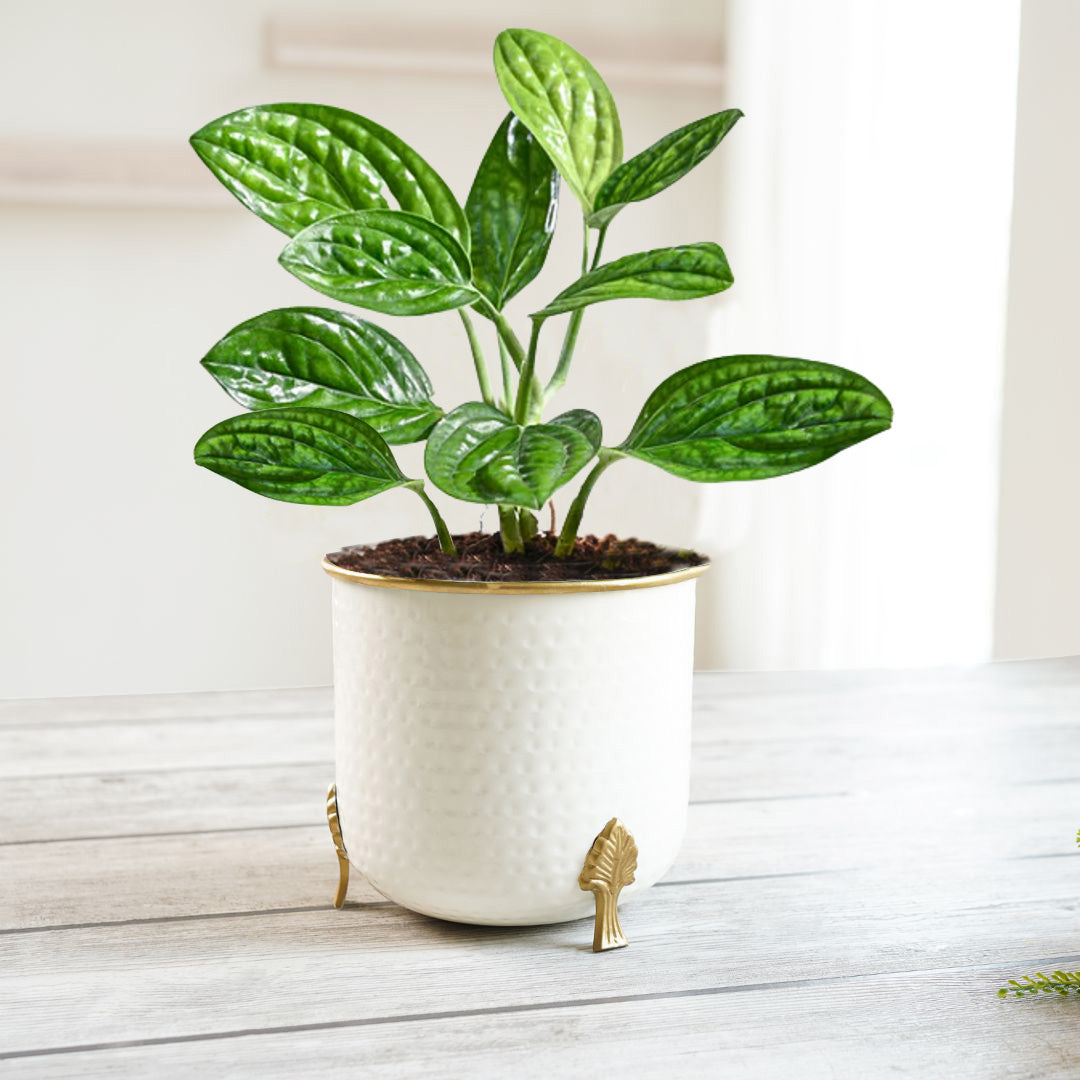 Gold Rim Leaf leg Metal Planter