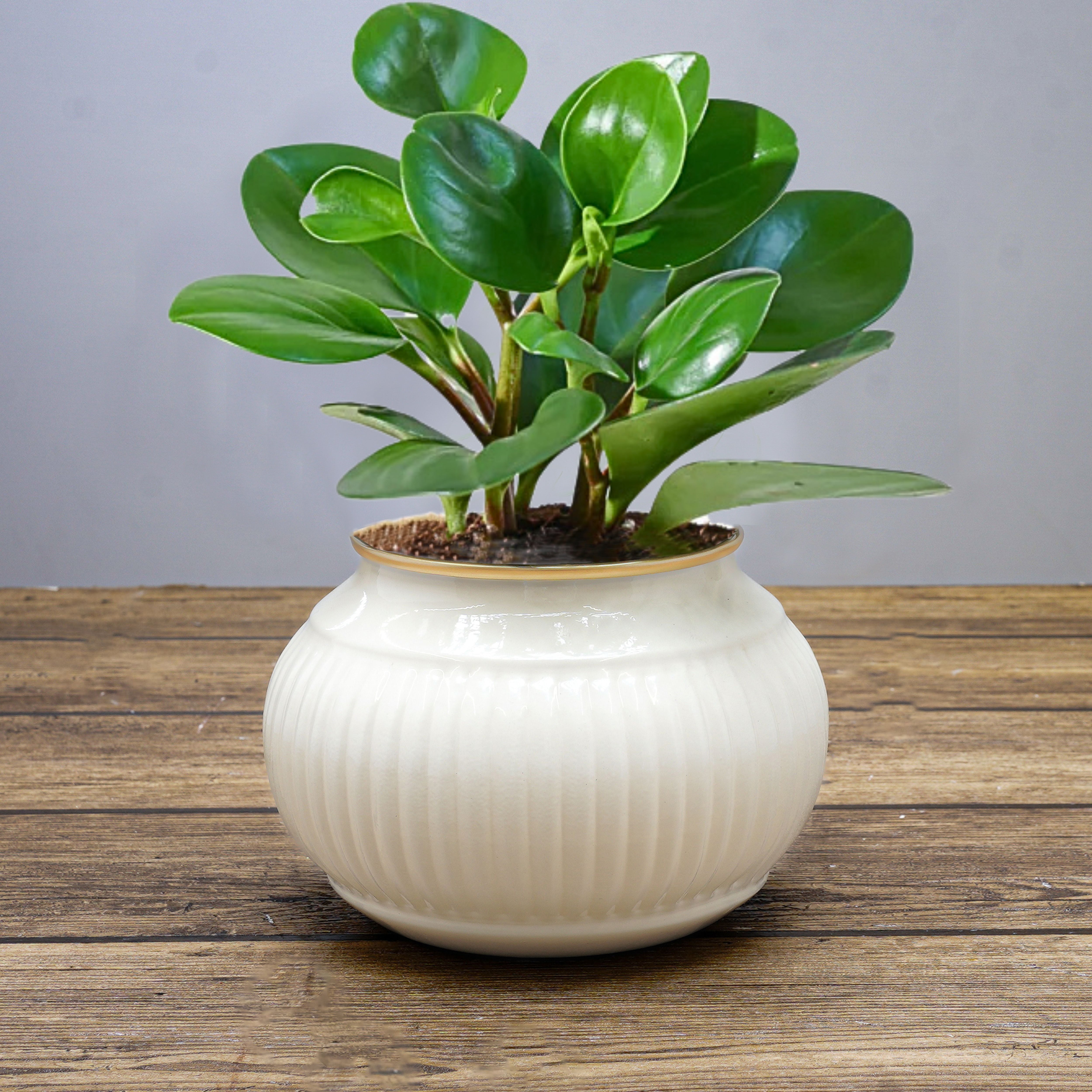 White metal indoor planter Behoma