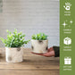 Off - White Mini Metal Planter - Behoma